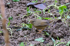 Phylloscopus schwarzi