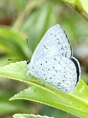 Eirmocides absimilis