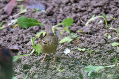 Phylloscopus schwarzi