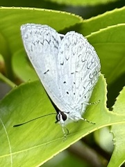Eirmocides absimilis