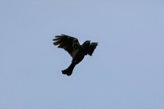 Dicrurus hottentottus