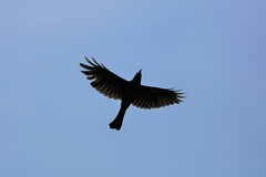 Dicrurus hottentottus