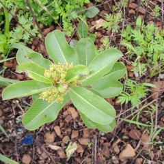 Pachycarpus concolor