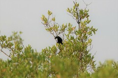 Crypsirina temia