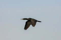Phalacrocorax fuscicollis