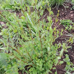 Cryptolepis oblongifolia