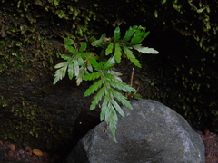Trigonospora calcarata