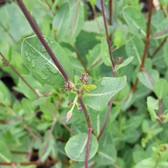 Cryptolepis oblongifolia
