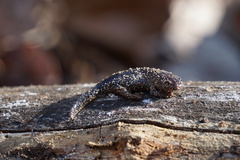 Ambystoma talpoideum