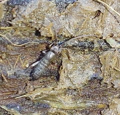 Tomocerinae
