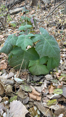 Polymnia canadensis