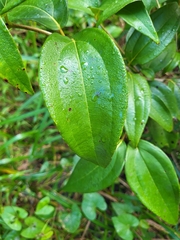 Miconia thomasiana