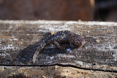 Ambystoma talpoideum