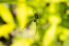 Leucauge