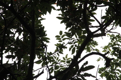 Dalbergia obovata