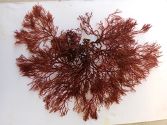 Sphaerococcus coronopifolius