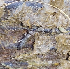 Tomocerinae