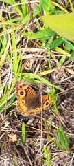 Junonia genoveva