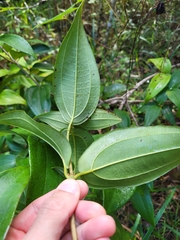 Miconia thomasiana