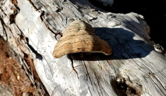 Fomes fomentarius