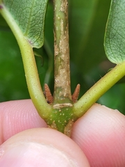 Miconia thomasiana