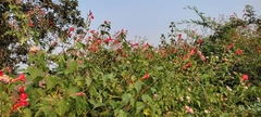 Ipomoea hederifolia