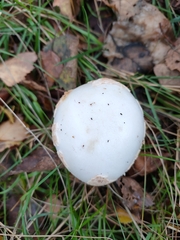 Amanita rubescens