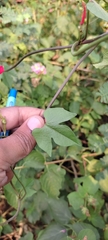 Ipomoea hederifolia