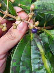 Miconia prasina