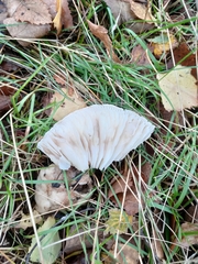 Amanita rubescens