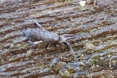 Tomocerinae