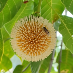 Neolamarckia cadamba