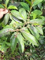 Miconia prasina