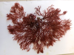 Sphaerococcus coronopifolius