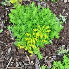 Sedum mexicanum