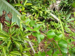 Gymnosporia nemorosa