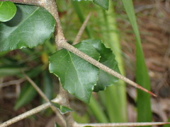 Gymnosporia nemorosa