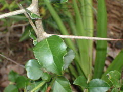 Gymnosporia nemorosa