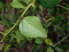 Gymnosporia nemorosa