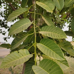 Neolamarckia cadamba