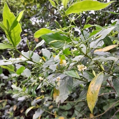 Kraussia floribunda