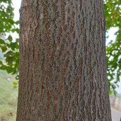 Neolamarckia cadamba