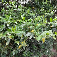 Kraussia floribunda