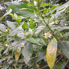 Kraussia floribunda