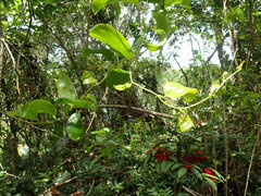 Smilax anceps