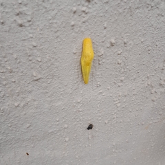 Elisolimax flavescens