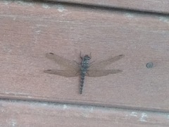 Bradinopyga strachani