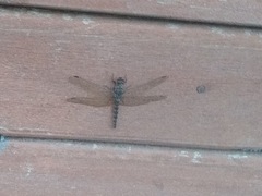 Bradinopyga strachani