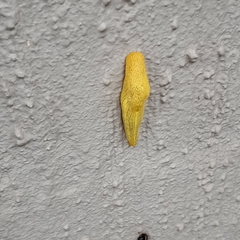 Elisolimax flavescens