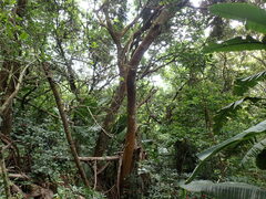 Protorhus longifolia